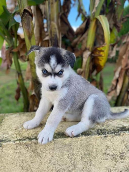 Вилла Gite Des Huskys Tonnay-Charente Экстерьер фото