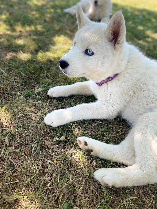Вилла Gite Des Huskys Tonnay-Charente Экстерьер фото