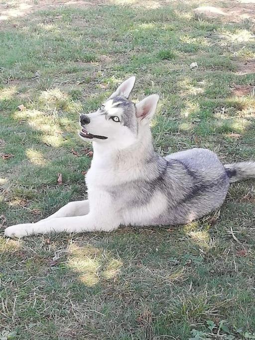 Вилла Gite Des Huskys Tonnay-Charente Экстерьер фото
