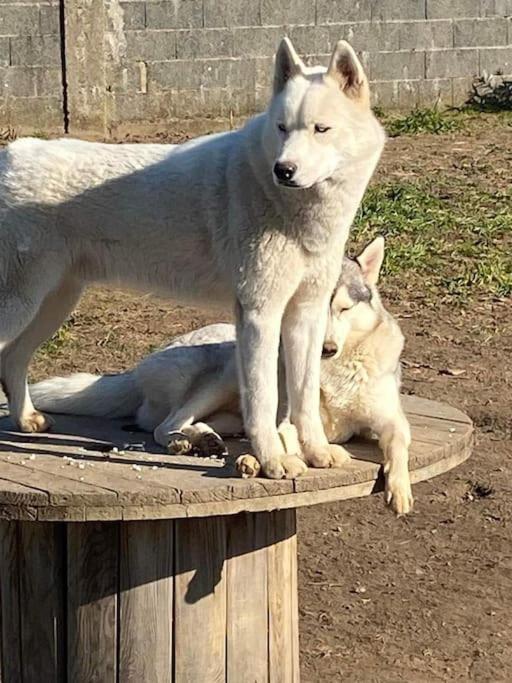 Вилла Gite Des Huskys Tonnay-Charente Экстерьер фото